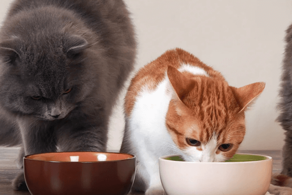 Het belang van goed kattenvoer