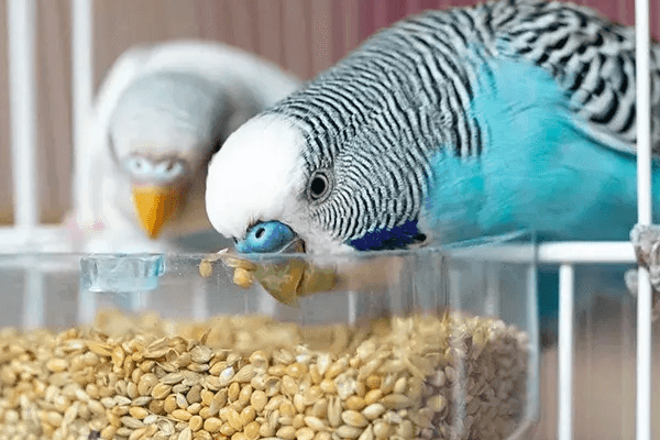 Het belang van goed vogelvoer